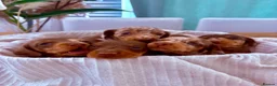 Miniature Dachshund dogs for sale: ⭐ Full Pedigree KC Registered Miniature Daschunds in Farnborough - Advert 1