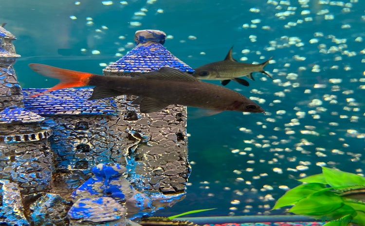 Sharks fish - Advert 1