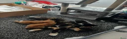 Mixed Breed cats for sale: Kittens ready for a new home in Birmingham - Advert 3