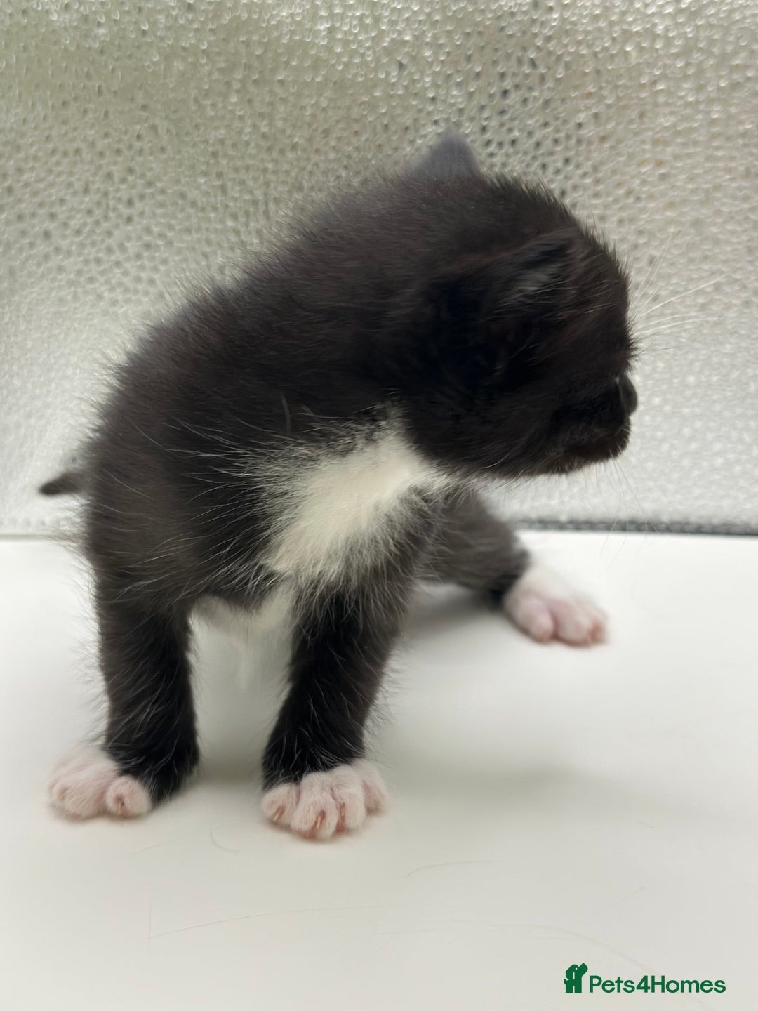 Maine Coon cats for sale: Main coon X  - Image 6