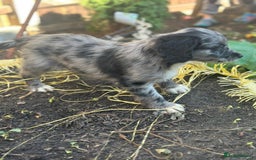 Sproodle dogs for sale: F1 Sproodle Puppies  - Image 18