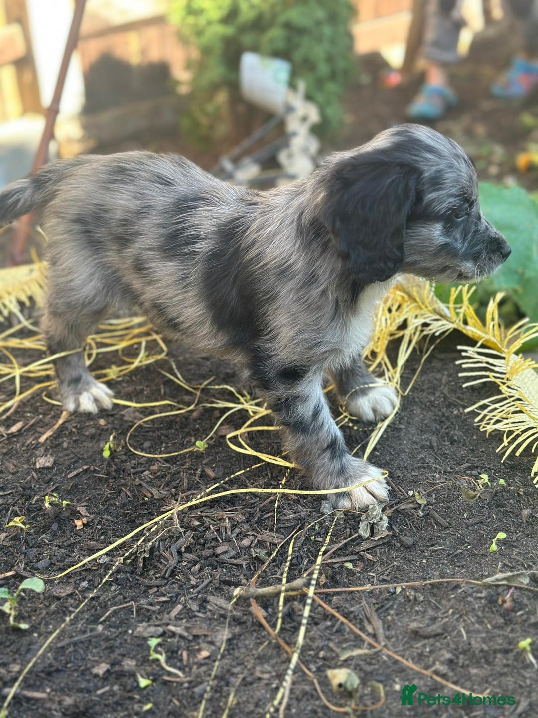 Sproodle dogs for sale: F1 Sproodle Puppies  - Image 18