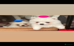 Pomeranian dogs for sale: Pomeranian Pups - Image 1