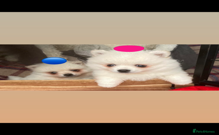 Pomeranian dogs - Advert 7