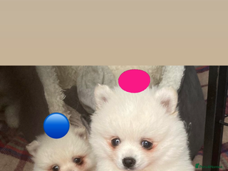 Pomeranian dogs - Advert 1