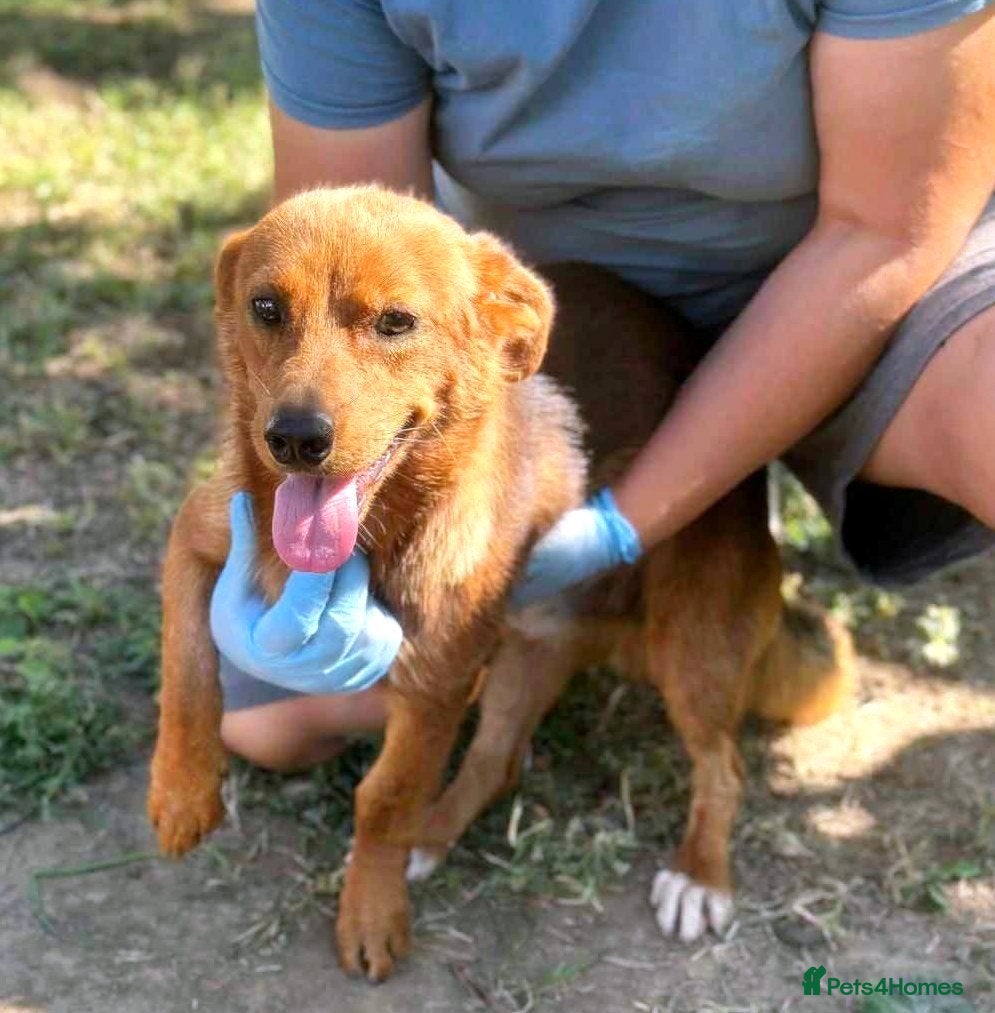 Mixed Breed dogs 🐾 Little Fonzy – a tiny boy with a big heart 🐾 - Advert 17