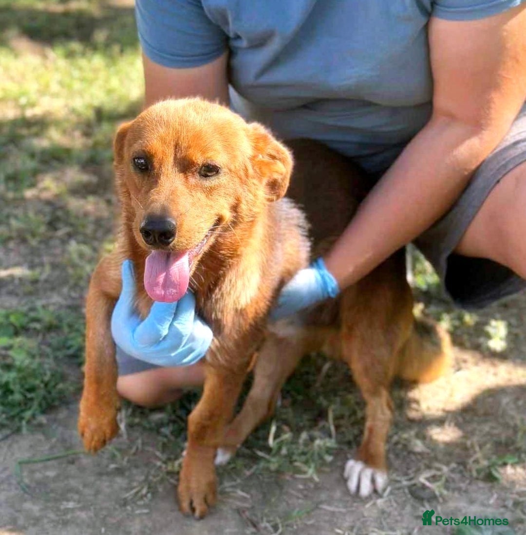 Mixed Breed dogs for adoption: 🐾 Little Fonzy – a tiny boy with a big heart 🐾 - Advert 1