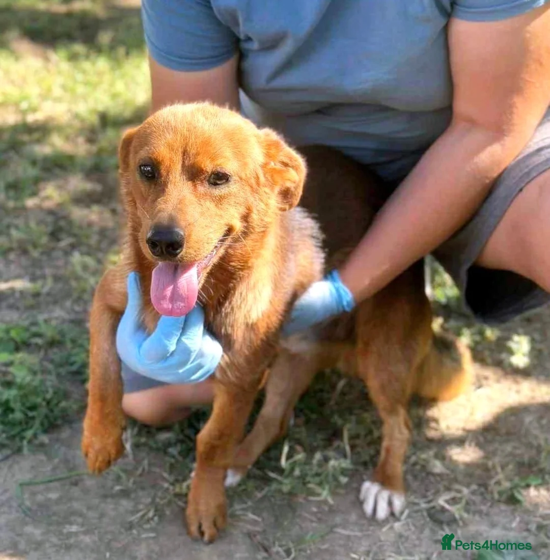 Mixed Breed dogs for adoption: 🐾 Little Fonzy – a tiny boy with a big heart 🐾 - Advert 1