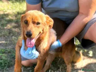 Mixed Breed dogs 🐾 Little Fonzy – a tiny boy with a big heart 🐾 - Advert 1