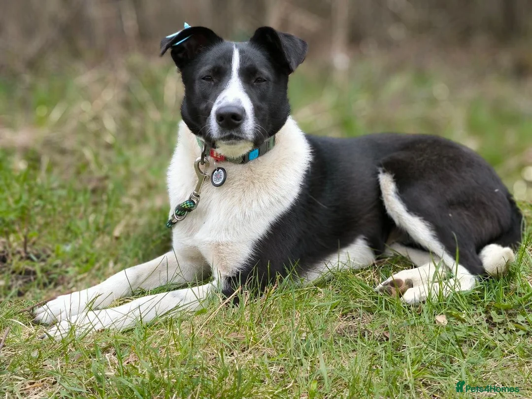 Mixed Breed dogs for adoption: ❤️🐶 RIABA – THE COMPANION EVERY FAMILY DREAMS OF in Burton-on-Trent - Advert 2