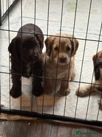 Cocker Spaniel dogs - Advert 3