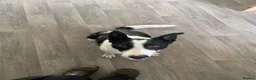 Smooth Collie dogs for sale: Mabel - Advert 5