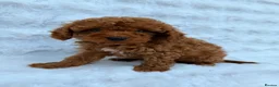 Toy Poodle dogs for sale: Red Toy Poodle MALES - Advert 19
