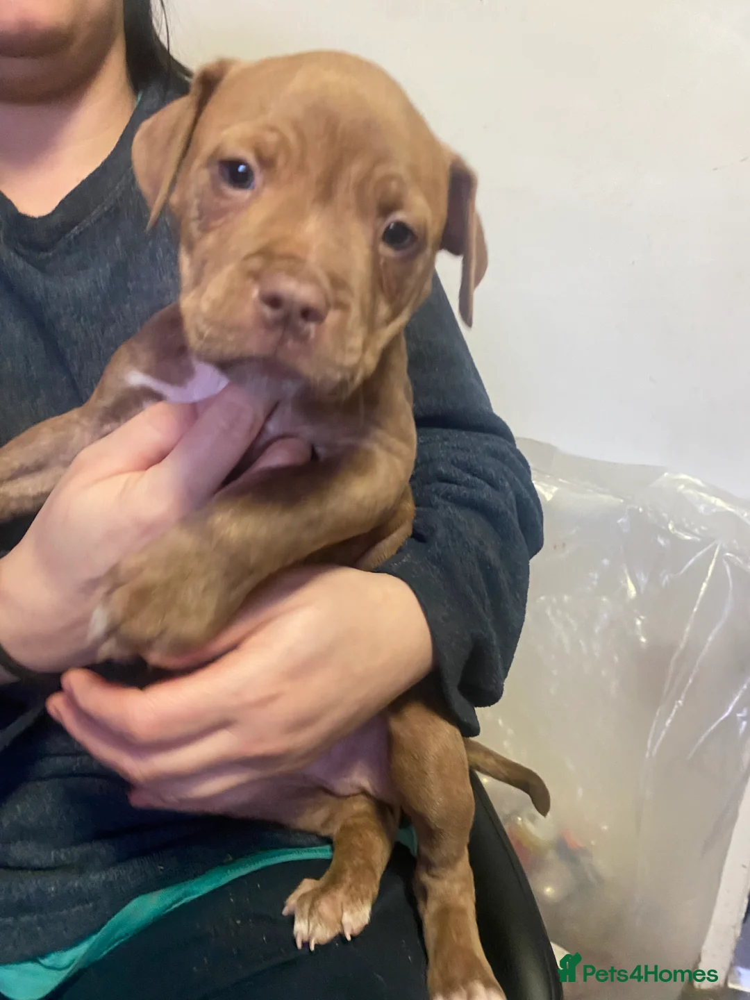 Mixed Breed dogs for sale: staffy X pups  - Advert 6