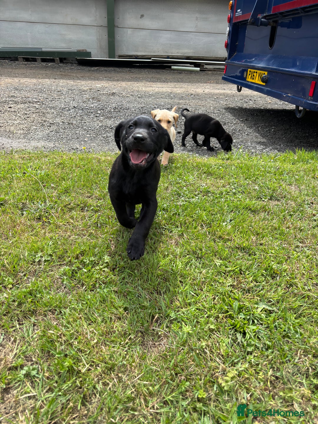 Labrador Retriever dogs for sale: Chunky Lab puppies  - Image 6