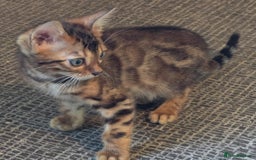 Bengal cats for sale: Registered Pure Bengal Babies Browns and Blues  - Image 7