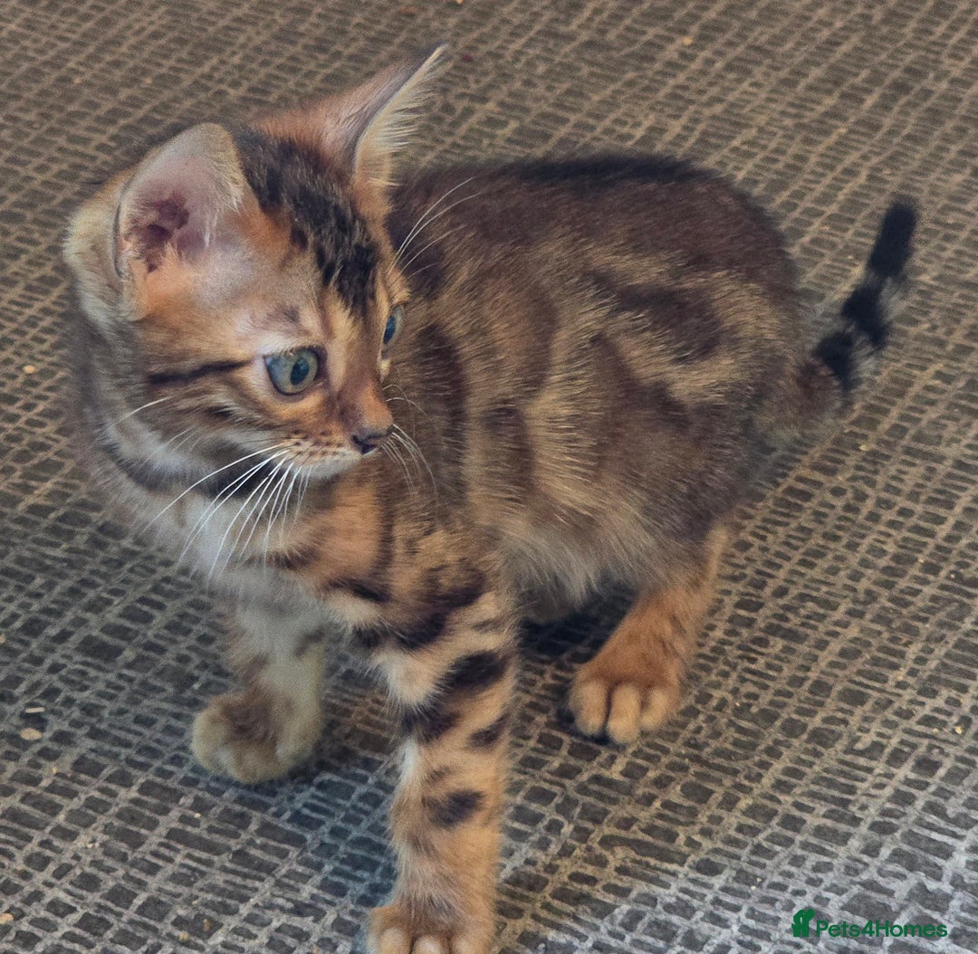Bengal cats for sale: Registered Pure Bengal Babies Browns and Blues  - Image 7