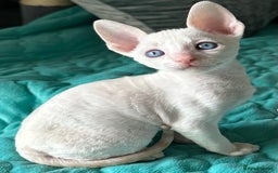 Cornish Rex cats for sale: 🌟 Pure Cornish Rex Kittens Ready for Reservation! - Image 4