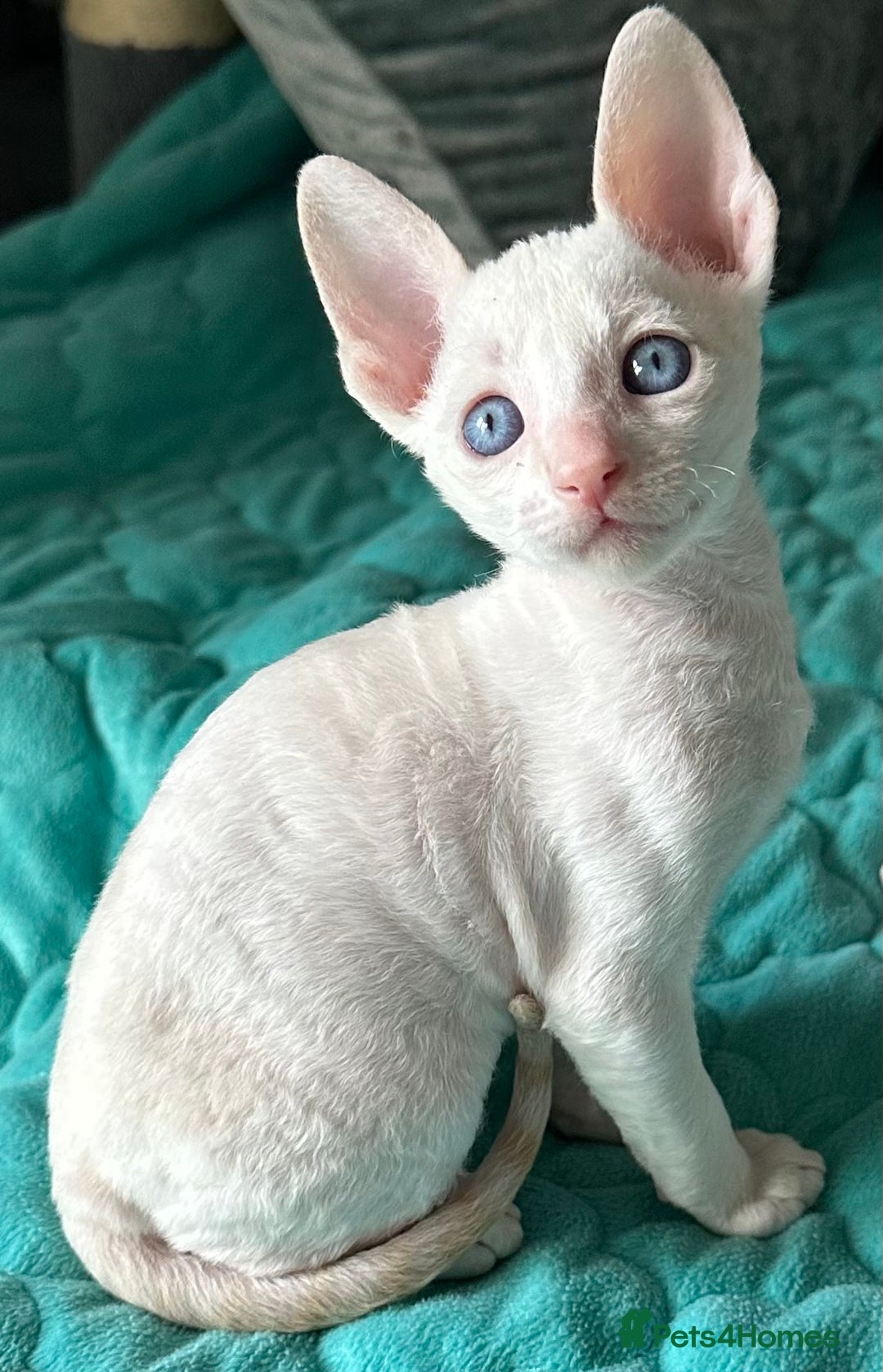 Cornish Rex cats for sale: 🌟 Pure Cornish Rex Kittens Ready for Reservation! - Image 4
