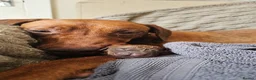 Rhodesian Ridgeback dogs for sale: K.c registered DNA clear pups  in Rotherham - Advert 1