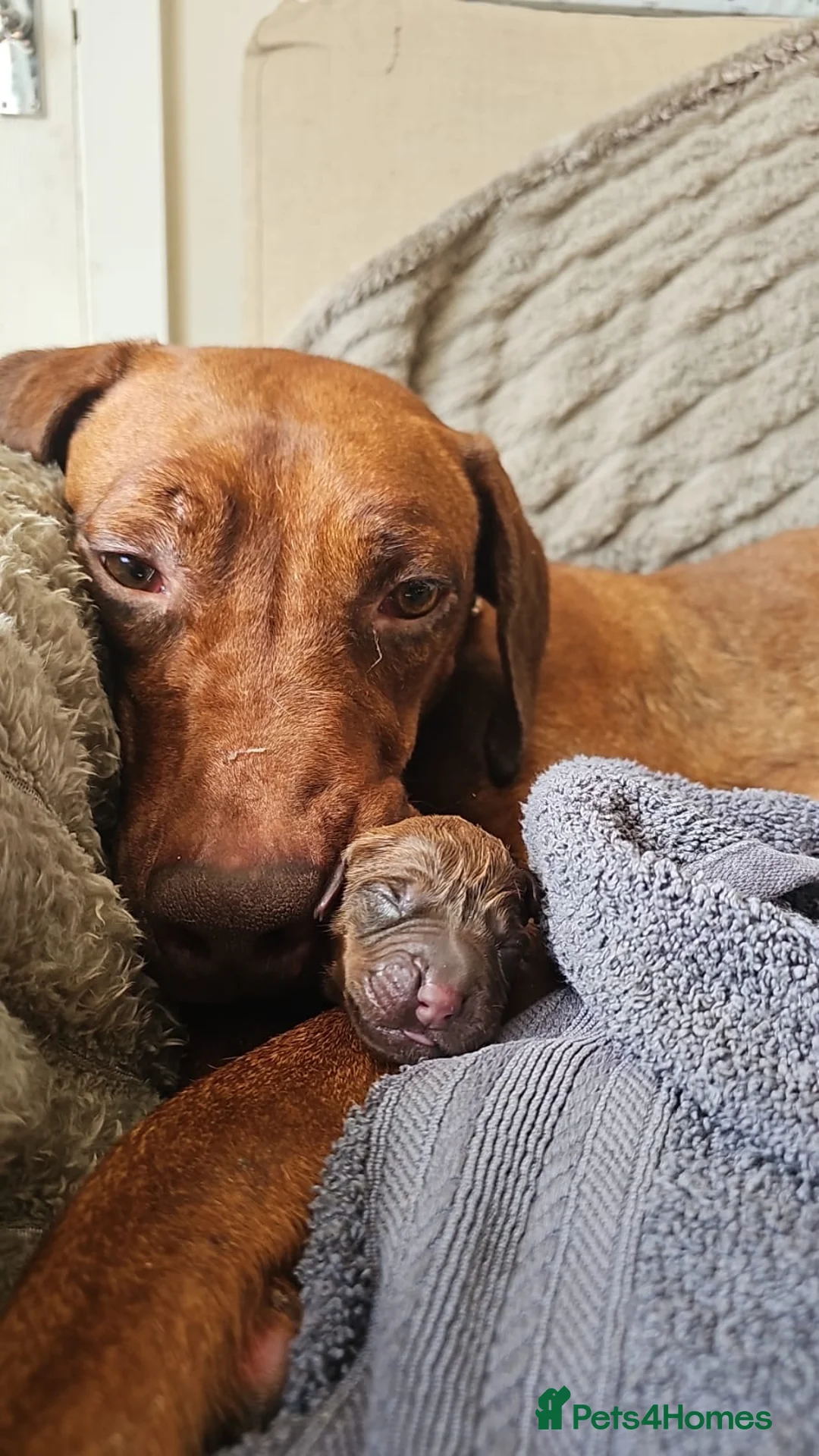 Rhodesian Ridgeback dogs for sale: K.c registered DNA clear pups  in Rotherham - Advert 1