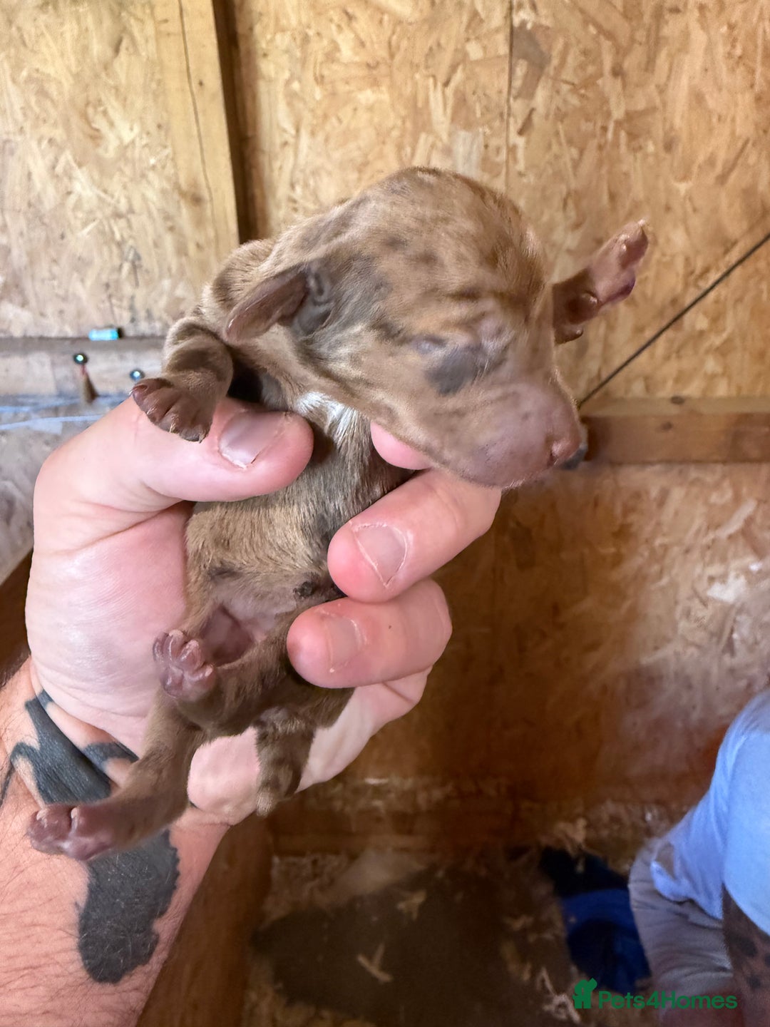Dachshund dogs for sale: 7 cracking dachshund puppies  - Image 9