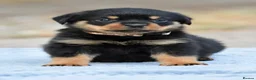 Rottweiler dogs for sale: Phenomenal old fashioned, health tested parents - Advert 14