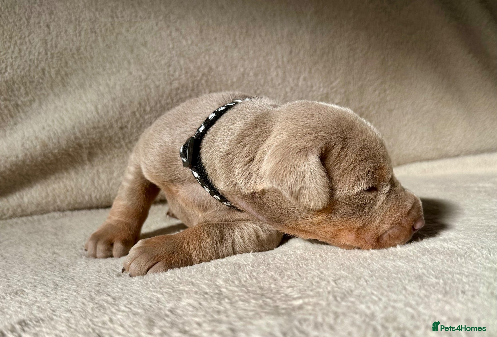 Dobermann dogs KC registered MALE Doberman puppies - Advert 5