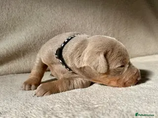 Dobermann dogs KC registered MALE Doberman puppies - Advert 5
