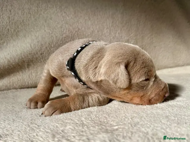 Dobermann dogs KC registered MALE Doberman puppies - Advert 11