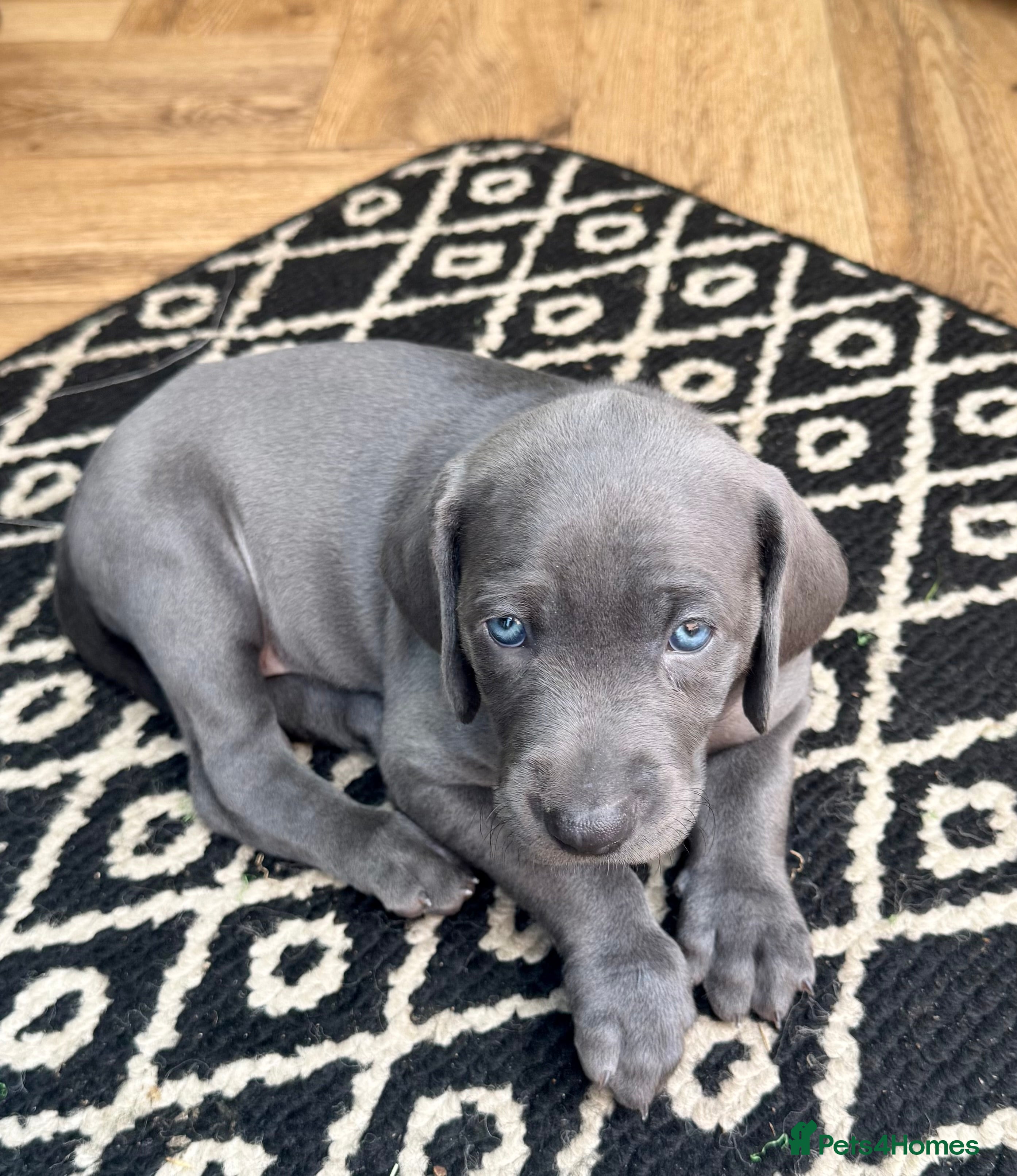 Weimaraner dogs KC Reg Weimaraner Puppies Silver & Blue - Advert 2