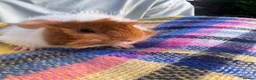 Guinea Pig rodents for sale: Baby guinea pigs  in Knaresborough - Advert 3