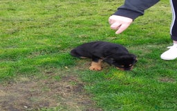 Rottweiler dogs for sale: 12 week German rottweiler  - Image 4
