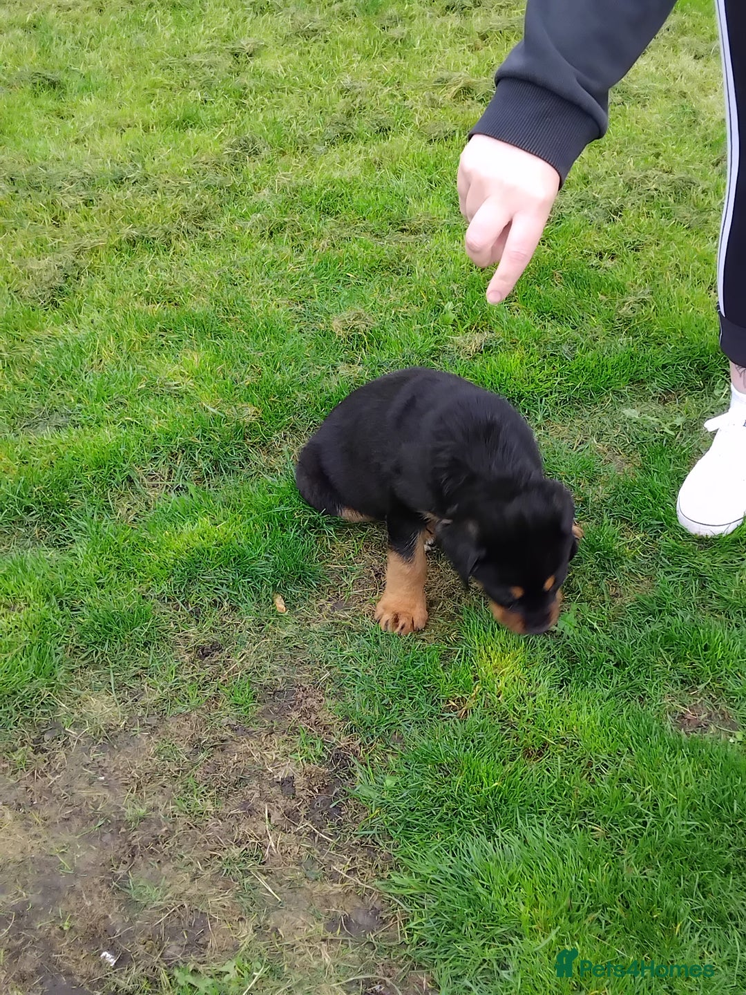 Rottweiler dogs for sale: 12 week German rottweiler  - Image 4