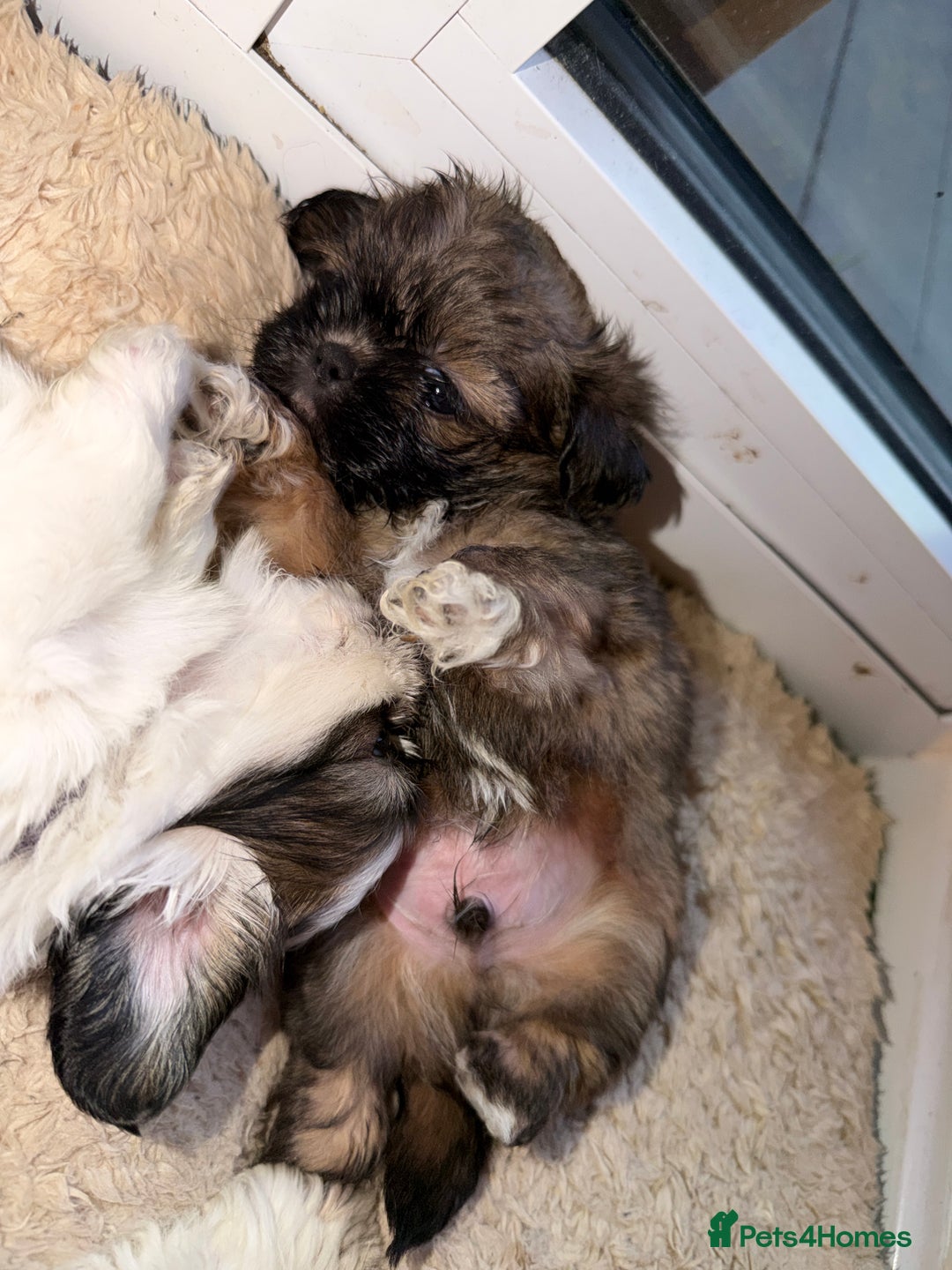 Shih Tzu dogs for sale: Shih Tzu puppies - Advert 12
