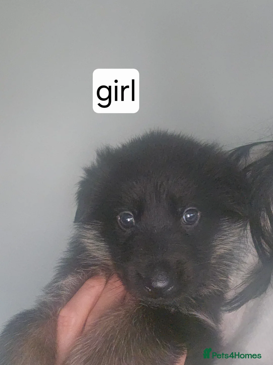 German Shepherd dogs for sale: German puppies - Advert 3