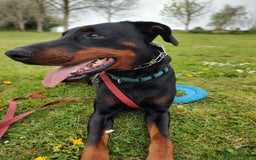 Dobermann dogs for sale: 4 year old Male Doberman looking for forever home - Image 2