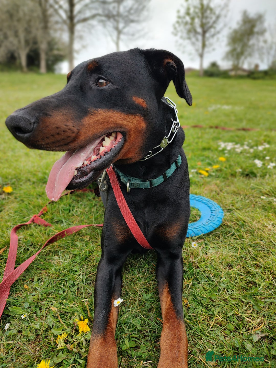 Dobermann dogs for sale: 4 year old Male Doberman looking for forever home - Image 2