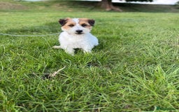 Jack Russell dogs for sale: Pedigree Jack Russell Puppies  - Image 35