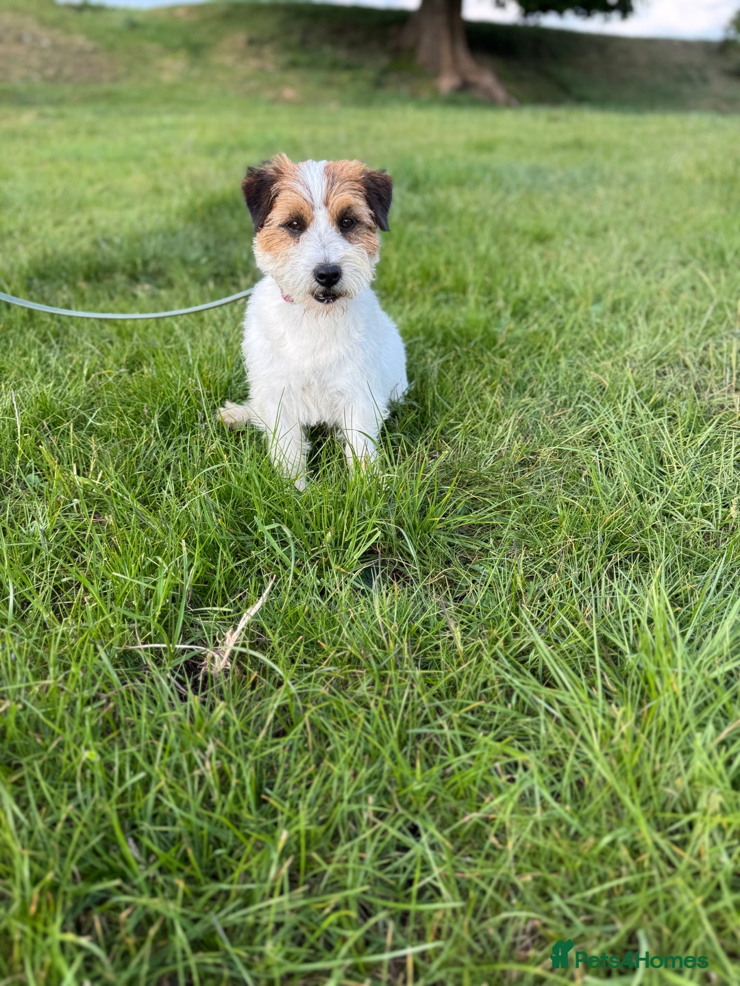 Jack Russell dogs for sale: Pedigree Jack Russell Puppies  - Image 35