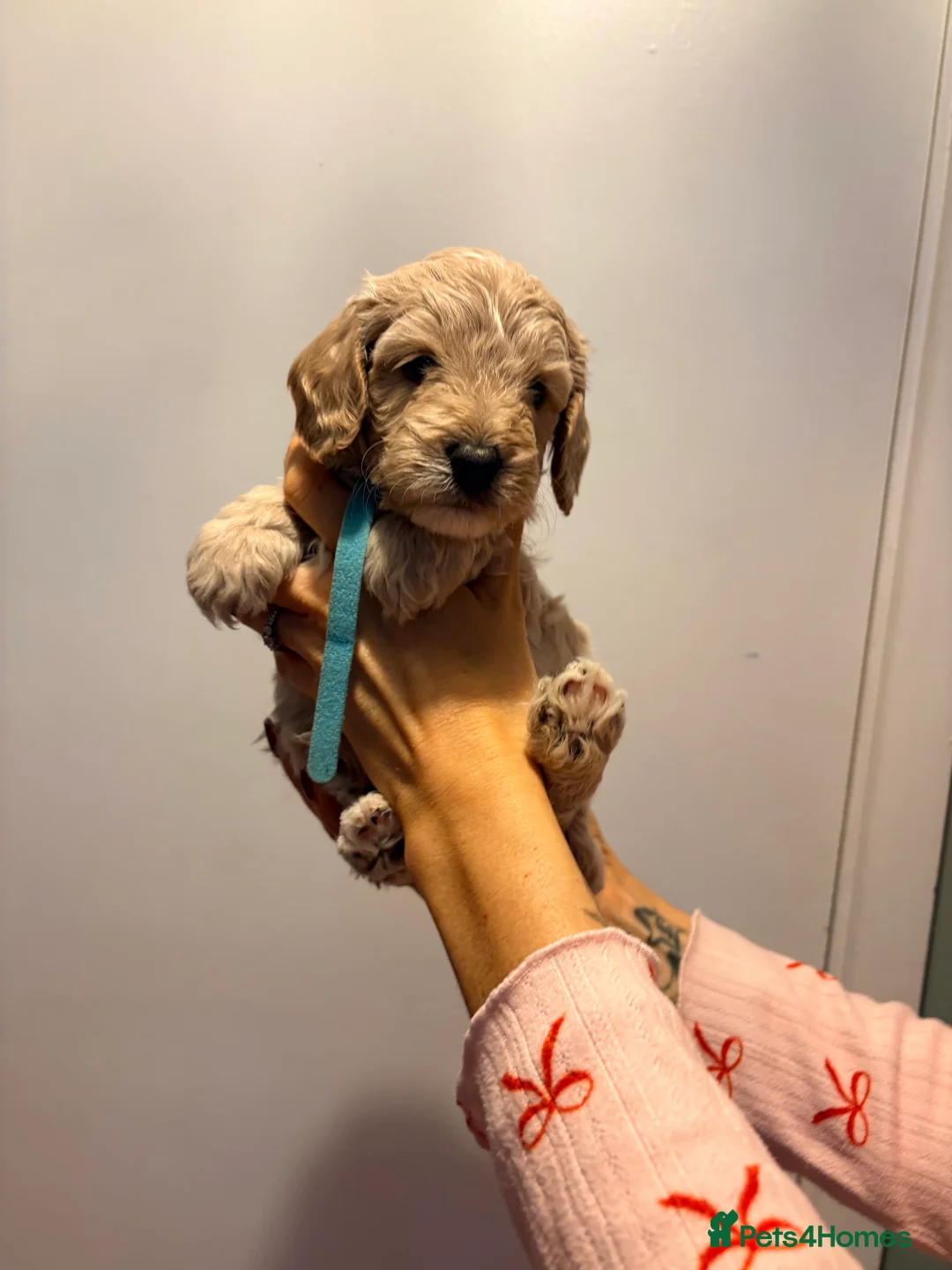 Cockapoo dogs for sale: F1B cockapoos last boy left  - Advert 28