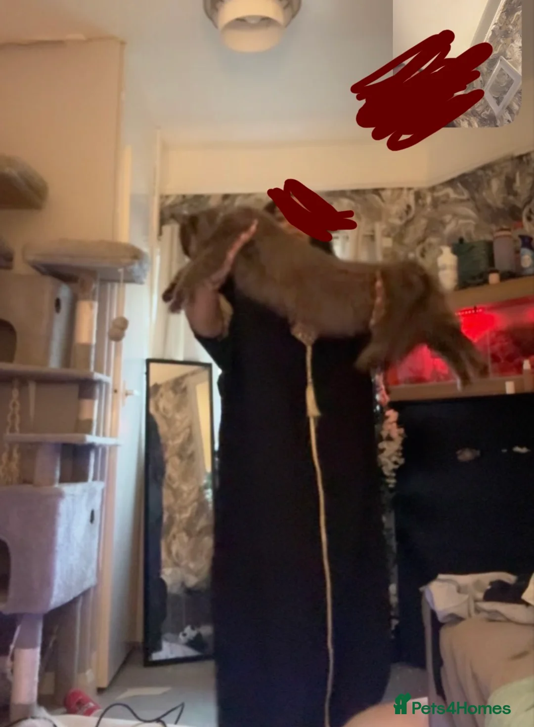 Maine Coon cats for sale: 4XXL maine coon kiittens in Leeds - Advert 1