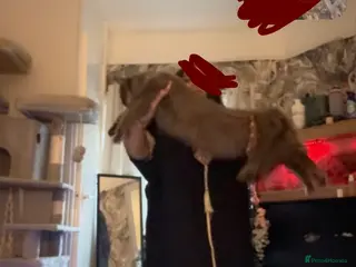 Maine Coon cats 4XXL maine coon kiittens - Advert 2