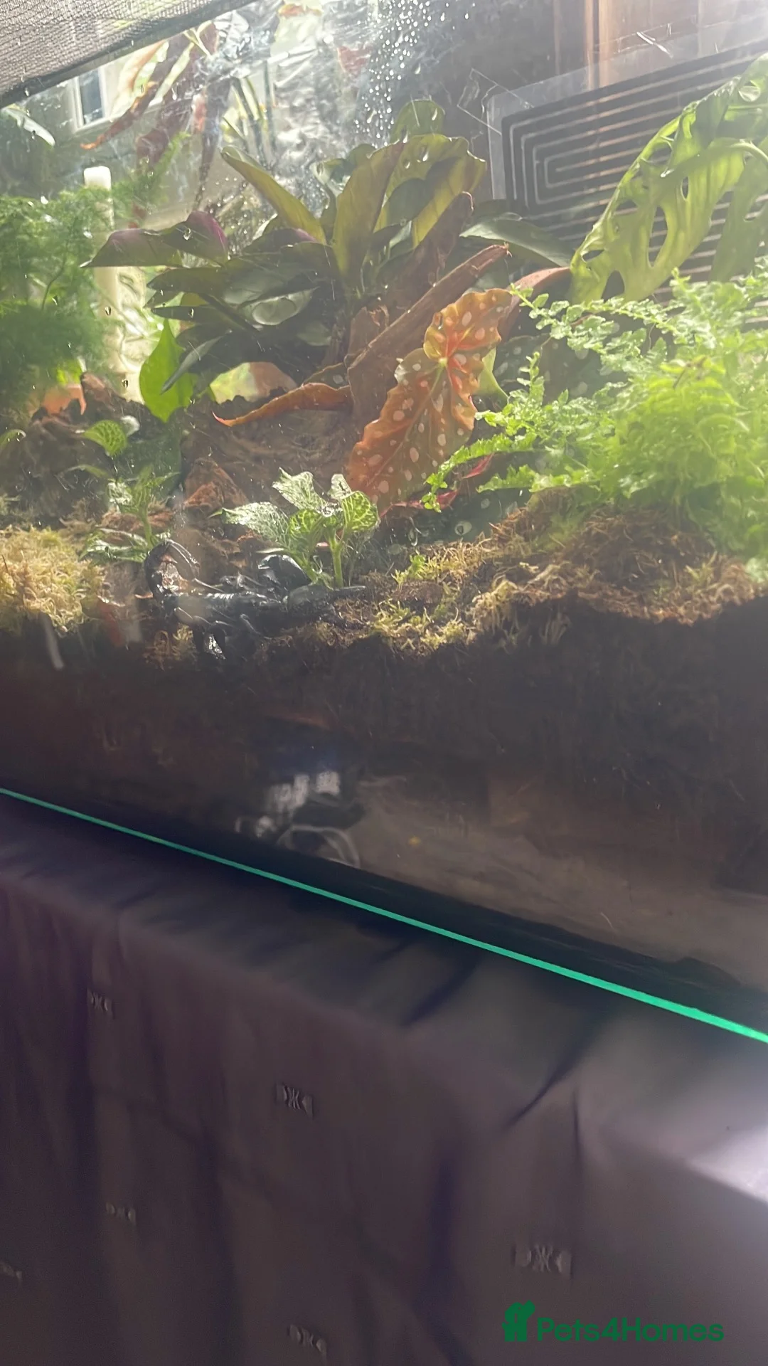 Scorpions invertebrates for sale: Asian forest scorpion adult in Glasgow - Advert 2