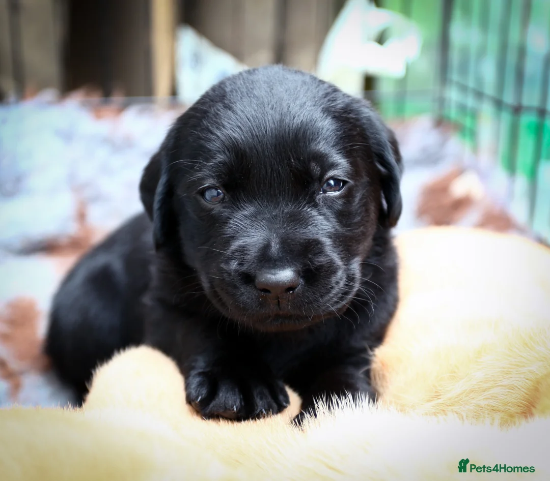 Labrador Retriever dogs for sale: Fully Health Tested/RKC Registered Labrador Pups - Advert 5