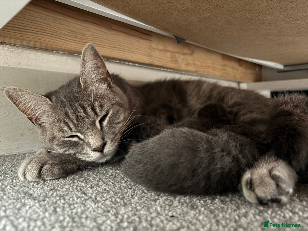 Burmese cats for sale: Beautiful blue Burmese cross kittens    - Image 5