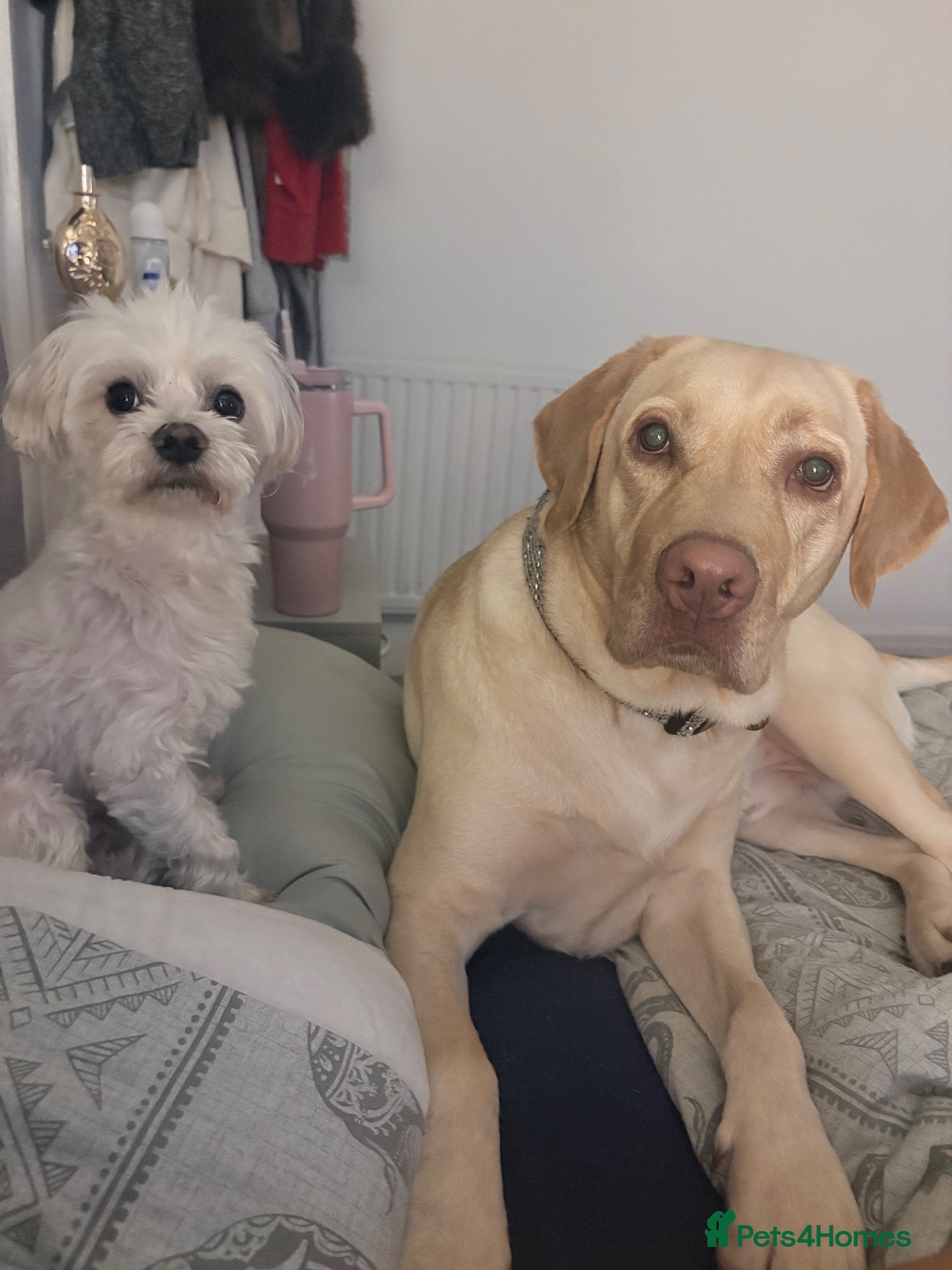 Maltese dogs 8 year old Maltese looking for forever home  - Advert 4