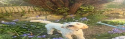 Mixed Breed dogs for sale: 3 beautiful girls  - Advert 2