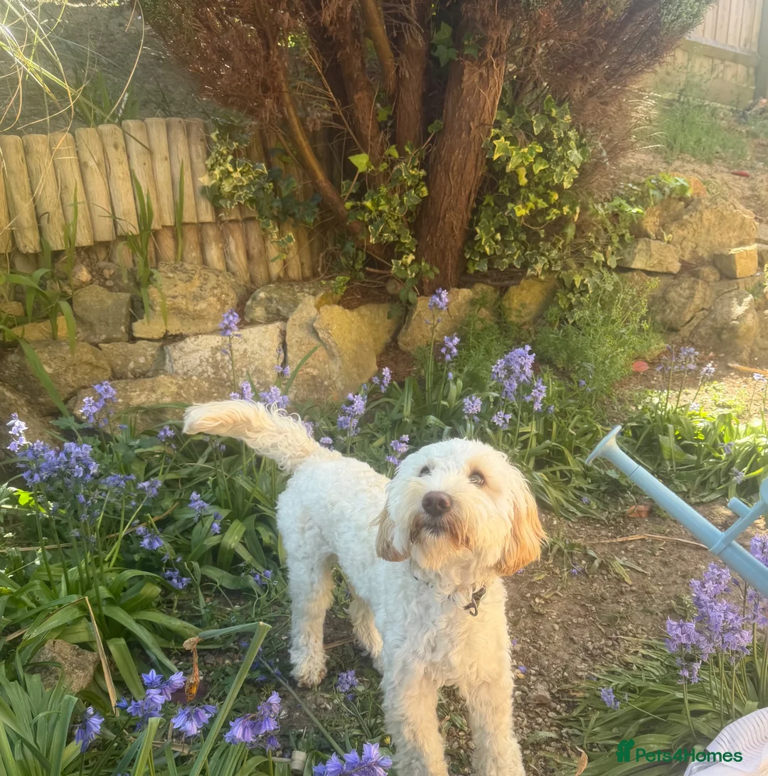 Mixed Breed dogs for sale: 3 beautiful girls  - Advert 2