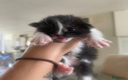 Ragdoll cats for sale: Beautiful fluffy ragdoll X kittens  - Image 2